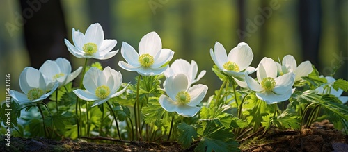 In the forest vibrant spring cutleaf anemone flowers bloom creating a captivating copy space image photo
