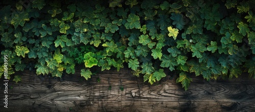 A copy space image showcasing a foliage covered wooden surface from a bird s eye perspective © HN Works