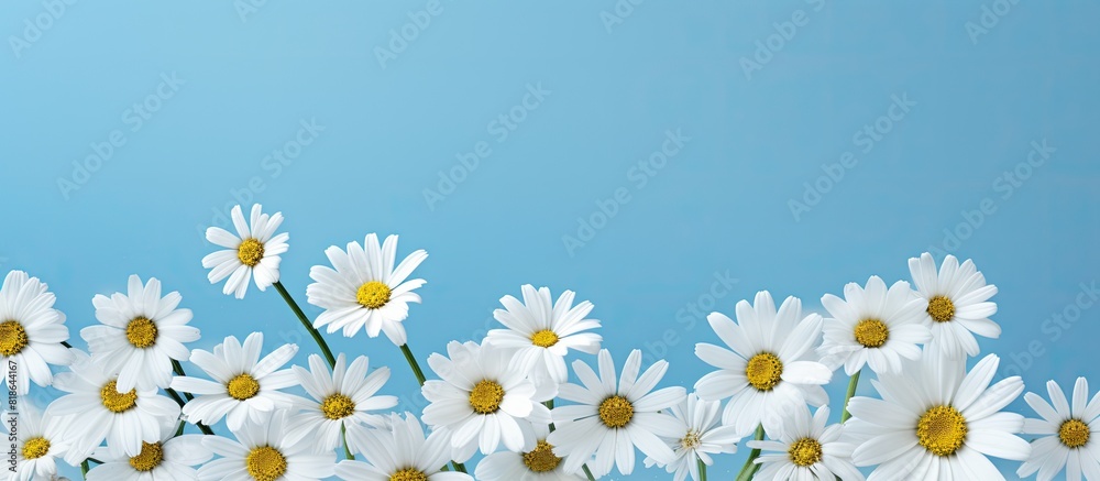 Fototapeta premium A spring and summer composition featuring white camomiles on a blue background creating a stunning copy space image