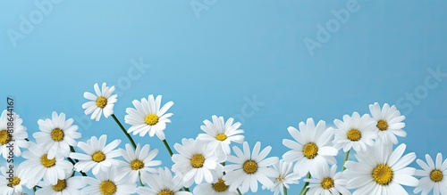 A spring and summer composition featuring white camomiles on a blue background creating a stunning copy space image © HN Works