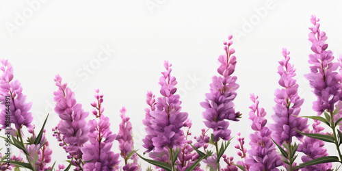 Lavender flowers on white background,  Lavender, floral background. op view, copy space