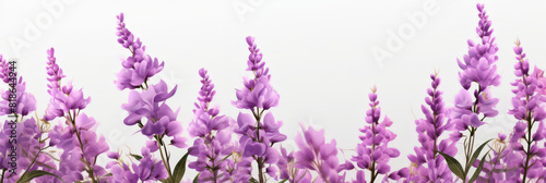 Lavender flowers on white background   Lavender  floral background. op view  copy space