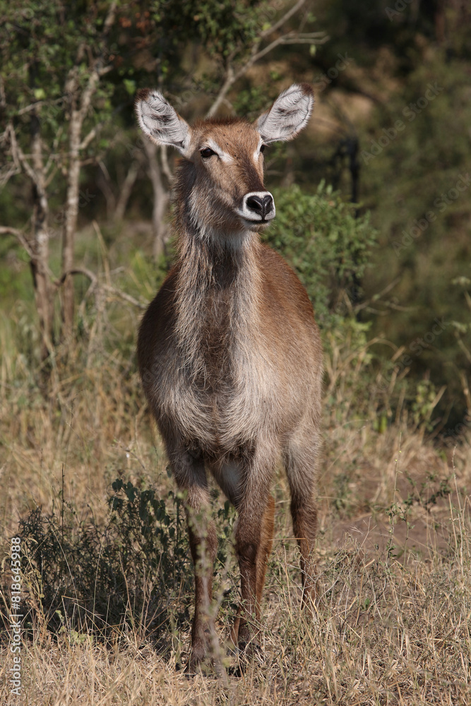 Fototapeta premium Wasserbock / Waterbuck / Kobus ellipsiprymnus