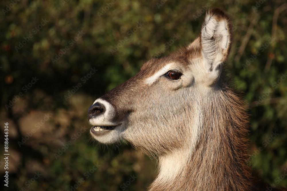 Wasserbock / Waterbuck / Kobus ellipsiprymnus Wasserbock / Waterbuck / Kobus ellipsiprymnus