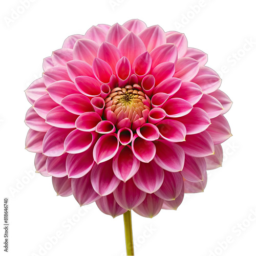 a pink dahila flower on transparent background