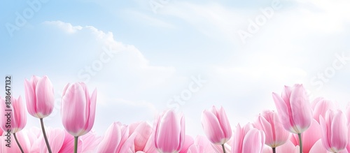 Pink tulips are in full bloom creating a beautiful copy space image #818647132