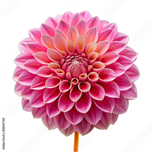 a pink dahila flower on transparent background