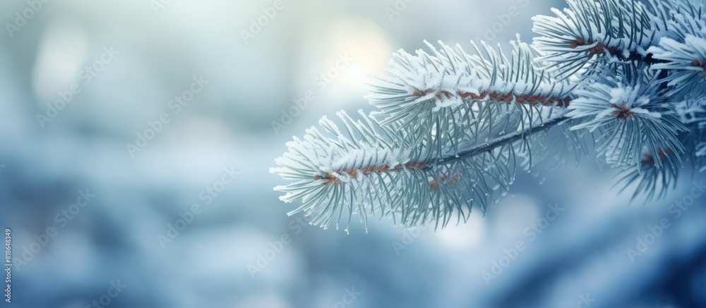 Close up of a pine branch in a winter forest creating a natural background for a copy space image