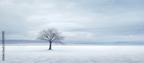 In the winter landscape of the North solitary trees stand alone creating a sense of solitude and emptiness. with copy space image. Place for adding text or design
