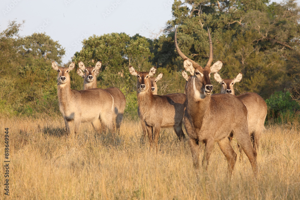 Wasserbock / Waterbuck / Kobus ellipsiprymnus Wasserbock / Waterbuck / Kobus ellipsiprymnus