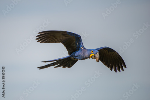 A beautiful hyacinth macaw sitting on a branch in the Pantanal in Brazil. The hyacinth macaw, or hyacinthine macaw, is a parrot native to central and eastern South America. photo