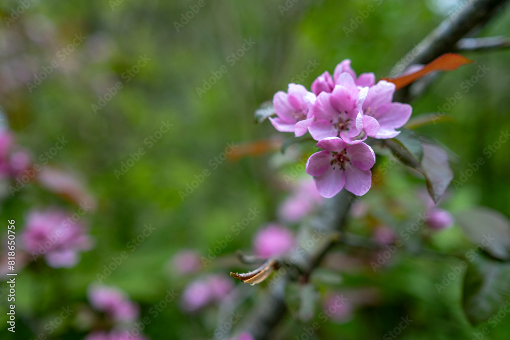 Beautiful pink blooming crab apple blossoms on a tree branch on a spring day Beautiful pink blooming crab apple blossoms on a tree branch on a spring day