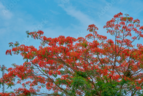 Gulmohar tree in full bloom photo