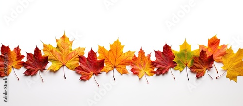 Autumn maple leaves forming a border isolated on a white background Copy space image