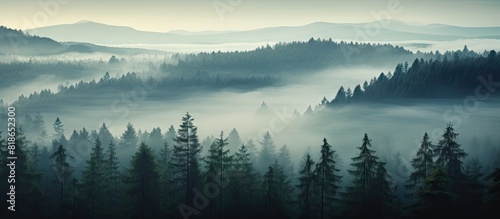 On a misty morning with a foggy ambiance one could observe the tree tops in the forest There is a serene and peaceful atmosphere surrounding the landscape A copy space image could capture this tranqu