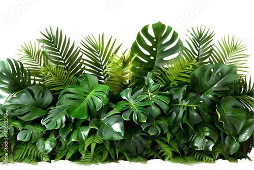 Tropical tree leaves isolated