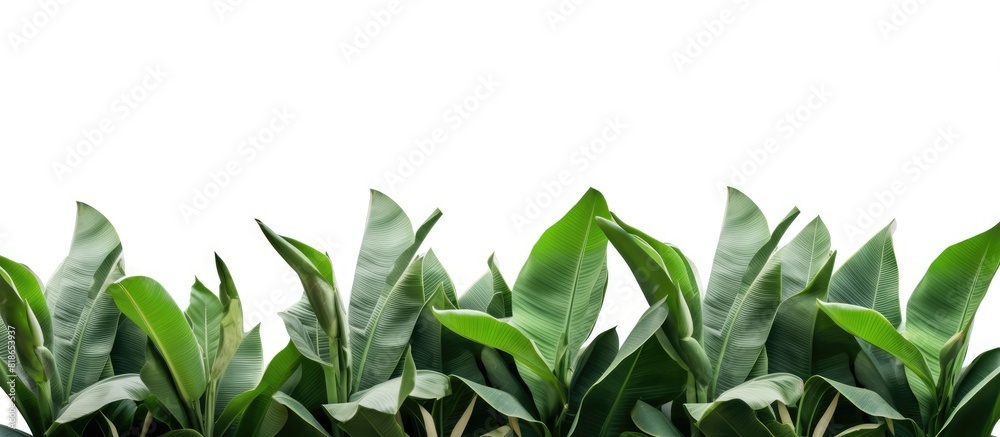 A frame of isolated tropical banana tree leaves on a white background with a clipping path for easy removal of the background copy space image A frame of isolated tropical banana tree leaves on a white background with a clipping path for easy removal of the background copy space image