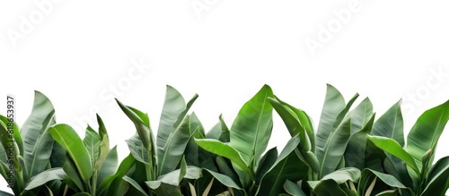 A frame of isolated tropical banana tree leaves on a white background with a clipping path for easy removal of the background copy space image