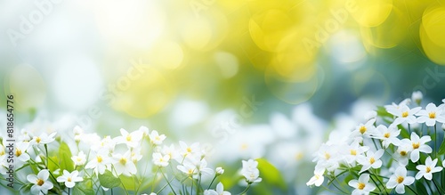 A beautifully blurred bokeh summer background featuring yellow and white flowers with vibrant green leaves Perfect for copy space image