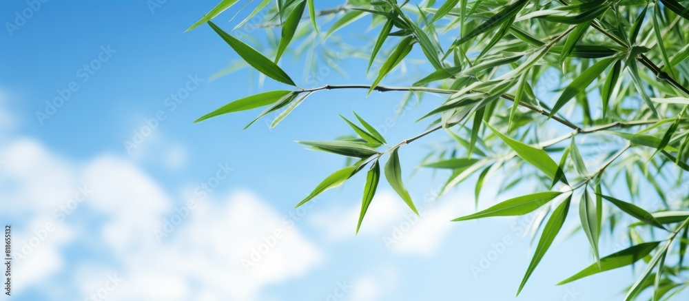 Fototapeta premium There is a copy space image of bamboo leaves surrounded by a serene blue sky and flowing clouds