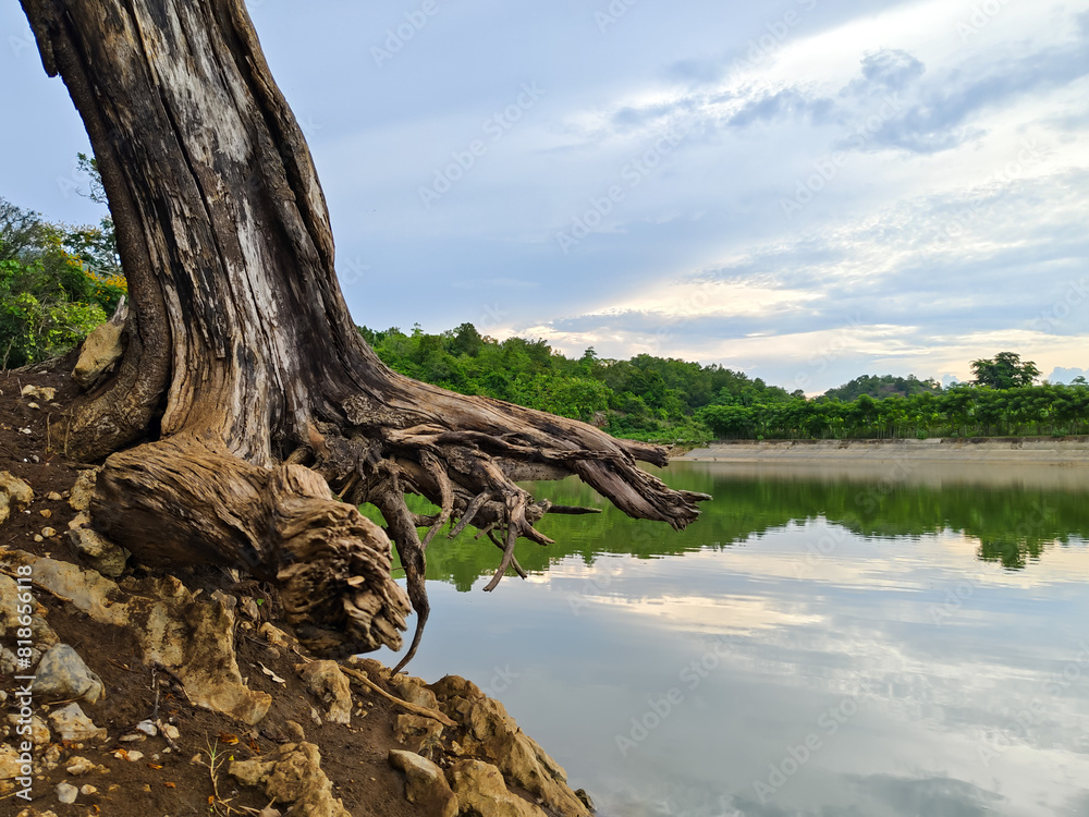 close up of dead tree roots on the shore of the lake close up of dead tree roots on the shore of the lake