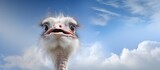 An ostrich gracefully stands beneath a cloudy sky providing ample copy space in the image