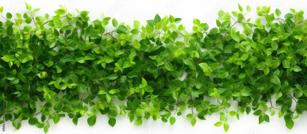 Fototapeta premium A copy space image adorned with tiny green leaves on the backdrop