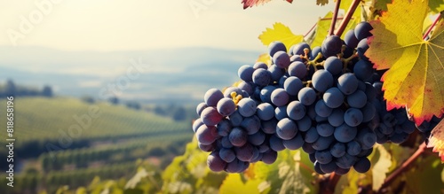 Autumn harvest scene of black ripe grapes on vine with vineyard in the background A nature inspired image with copy space for text