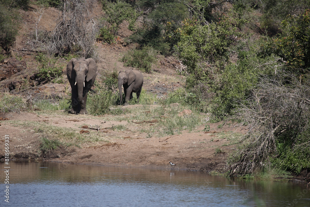 Afrikanischer Elefant am Sweni River/ African elephant at Sweni River / Loxodonta africana. Afrikanischer Elefant am Sweni River/ African elephant at Sweni River / Loxodonta africana.