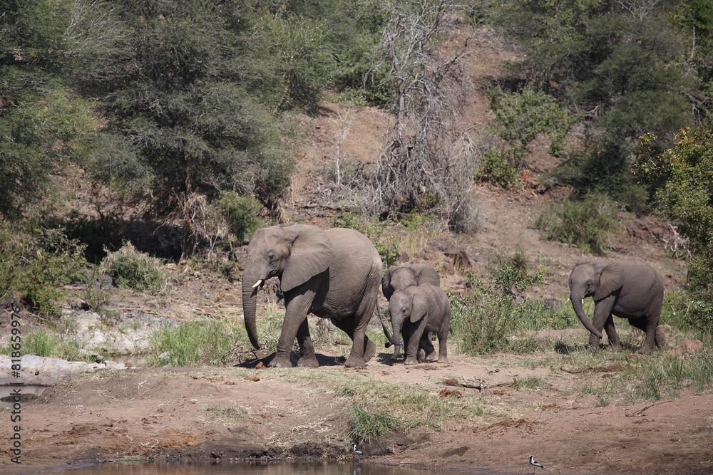 Afrikanischer Elefant am Sweni River/ African elephant at Sweni River / Loxodonta africana.