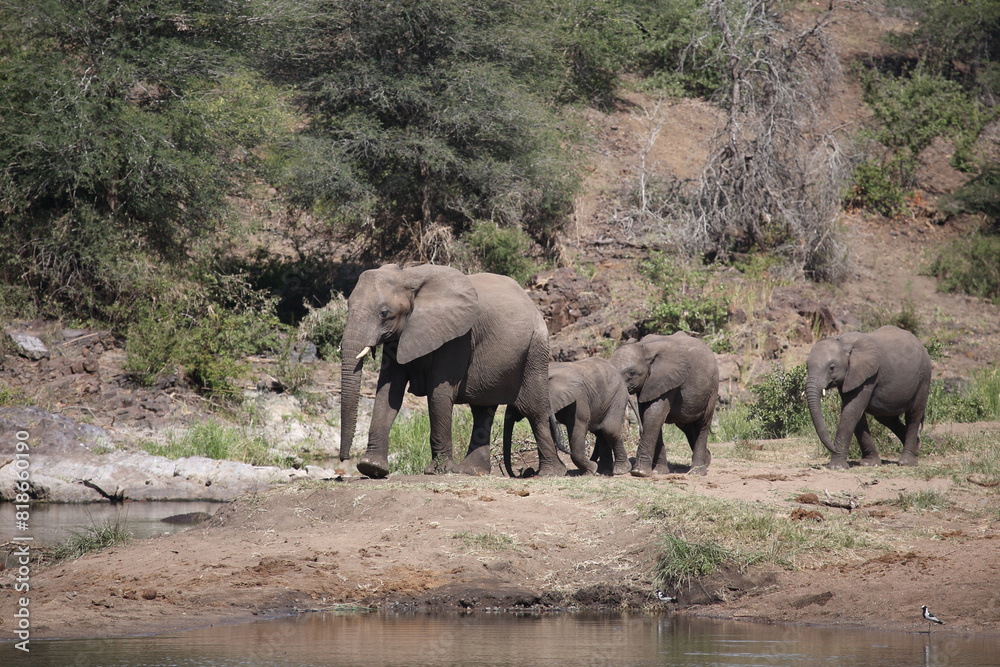 Fototapeta premium Afrikanischer Elefant am Sweni River/ African elephant at Sweni River / Loxodonta africana.