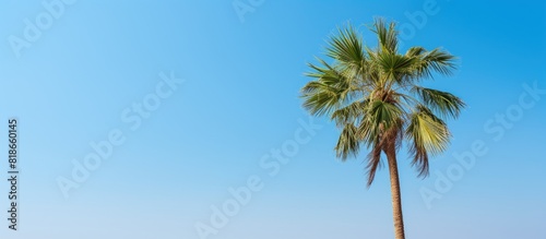 A palm tree stands against a backdrop of clear blue sky providing ample copy space