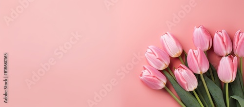 Beautiful bouquet of blooming tulips displayed on a pink background with ample copy space for any additional image or text