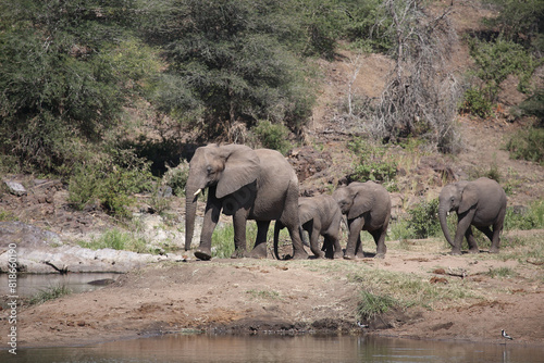 Afrikanischer Elefant am Sweni River  African elephant at Sweni River   Loxodonta africana.