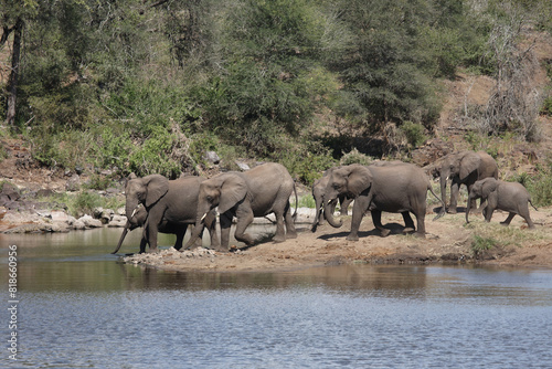 Afrikanischer Elefant am Sweni River  African elephant at Sweni River   Loxodonta africana.
