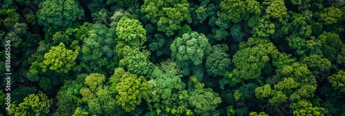 Aerial View of Lush Forest Landscape for Travel or Nature Themes Generative AI © Alex
