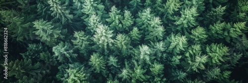 Aerial View of Pristine Forest on Vancouver Island Generative AI #818662324