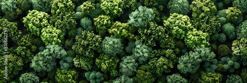 Aerial View of Lush Green Forest Canopy Generative AI #818662739