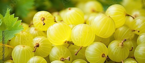 A close up image showcasing the vibrant and plump gooseberry berries ideal as copy space image