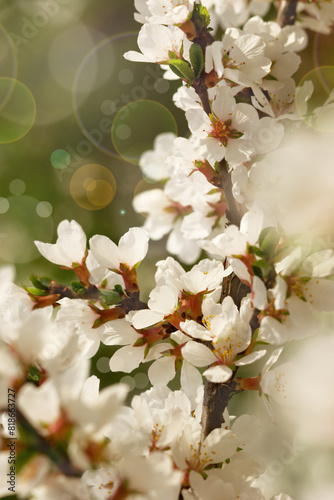 Tree blossom in spring. Flowers on a tree branch with highlights. White flowers closeup on a green background.