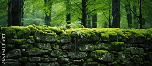An image of a moss covered stone wall in a serene forest setting. with copy space image. Place for adding text or design photo