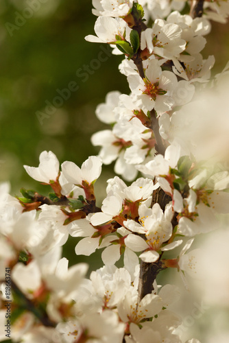 Tree blossom in spring. Flowers on a tree branch with highlights. White flowers closeup on a green background.