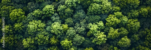 Breathtaking Aerial View of a Lush Forest Generative AI © Alex