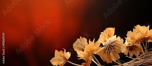 Macro photography of dry fl...