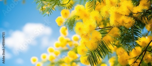 A blooming mimosa tree with yellow flowers as a beautiful copy space image