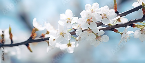 Macro image of a beautiful apricot tree blossoming in spring showcasing its white flowers The picture provides copy space and serves as a natural background for the season