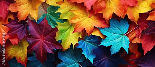 Maple transformed into a vibrant display of colors. with copy space image. Place for adding text or design © vxnaghiyev