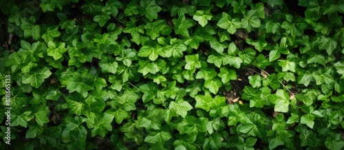 Close up view of the forest floor completely covered by a lush carpet of ivy creating a captivating copy space image