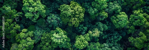Aerial View of Forest Landscape for Travel or Nature Documentaries Generative AI