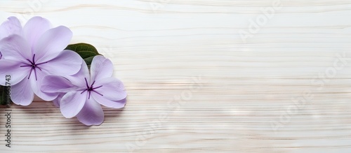 View from above of a close up copy space image of a beautiful bright lilac flower resting on a white wooden table